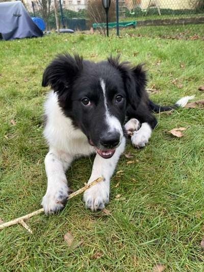 Hundetreffen-Gassikumpel für 4 Monate alten Welpen-Bild