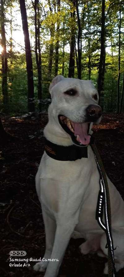 Wie kamst du zu deinem Hund?-Beitrag-Bild