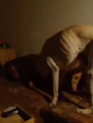 Wie kamst du zu deinem Hund?-Beitrag-Bild