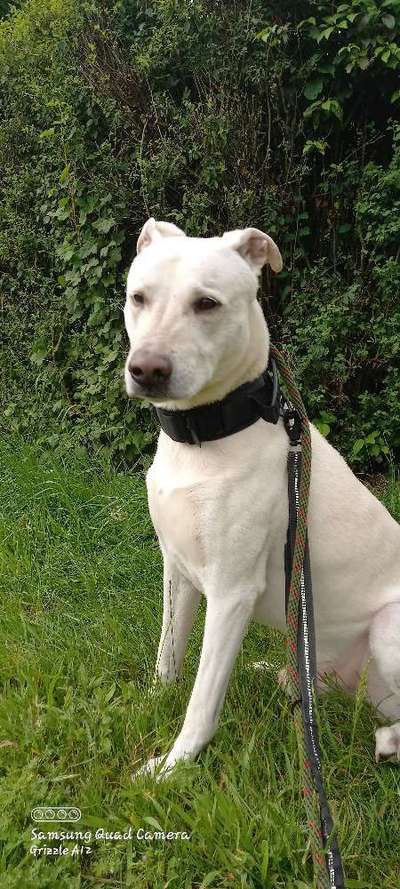 Wie kamst du zu deinem Hund?-Beitrag-Bild