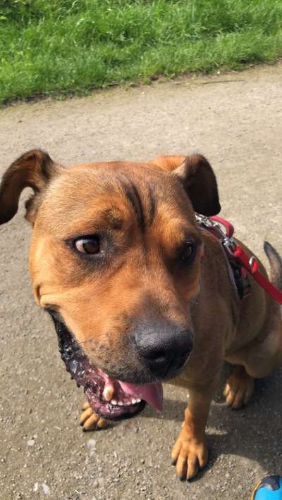 Die Dogorama Kalender Challenge Titelbild-Beitrag-Bild