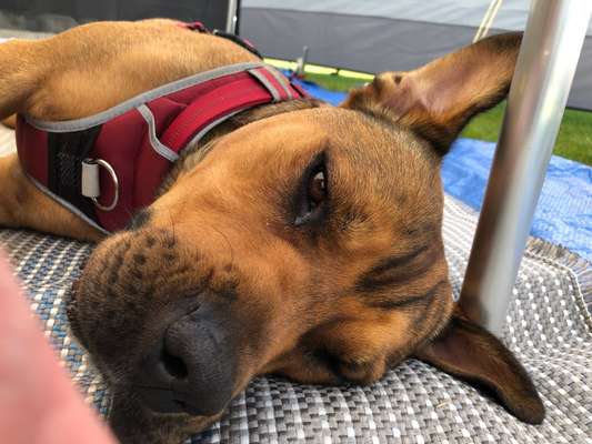 Mischlingshunde Foto Aufruf-Beitrag-Bild