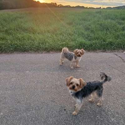 Hundetreffen-Gassi Runden sailauf-Bild