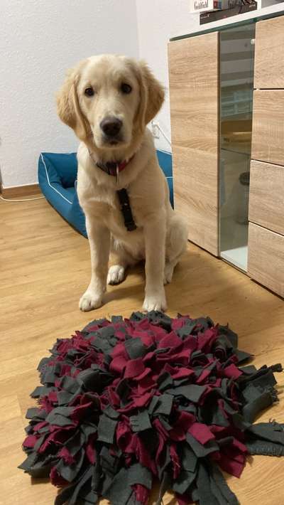 Wo sind die Golden Retriever Liebhaber?-Beitrag-Bild