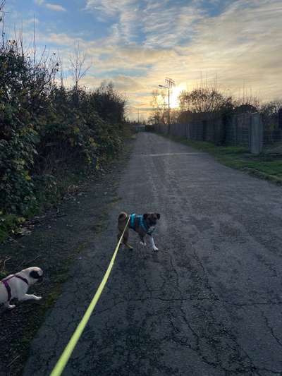 Hundetreffen-Wir suchen nette Hund-Menschen Duos zum gemeinsamen üben, lernen und Spaß haben.-Bild