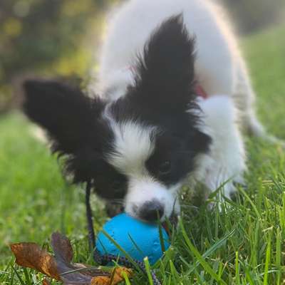 Hundetreffen-Treffen