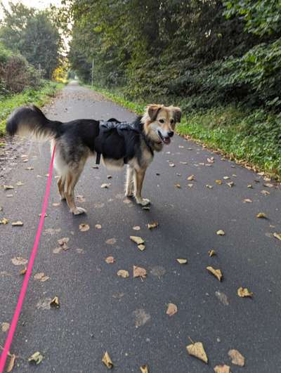 Hundetreffen-Mally sucht Hundekumpels-Bild