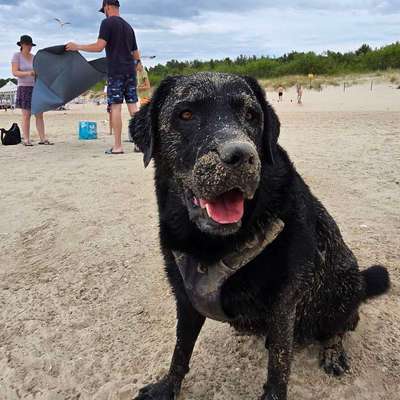 Hundetreffen-Spielen und die Welt erkunden-Bild