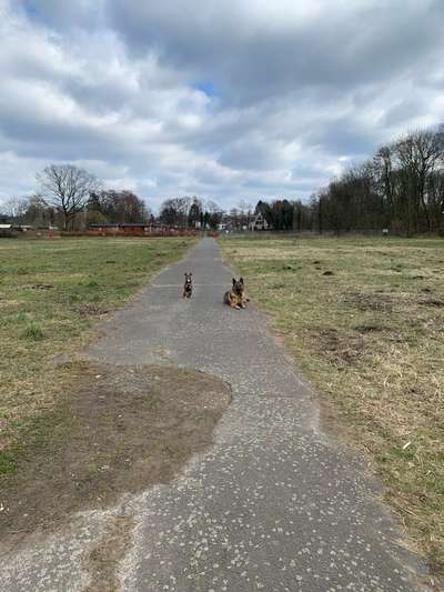 Hundeauslaufgebiet-Wiese Brandfurt-Bild