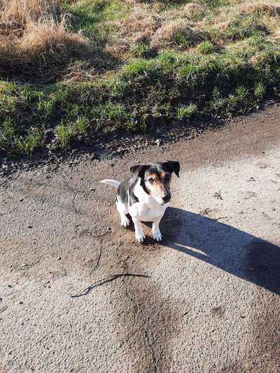 Wo sind die Jack und Parson Russell Terrier?-Beitrag-Bild