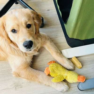 Hundetreffen-Spielen, Social Walks, Ruheübungen-Bild