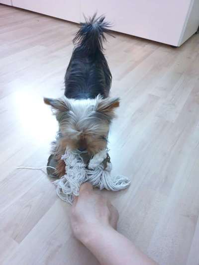 yorkshire Terrier austausch-Beitrag-Bild