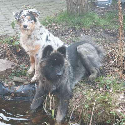 Hundetreffen-Hundekennlernrunde für pubertierenden Rüden und Hündin-Bild