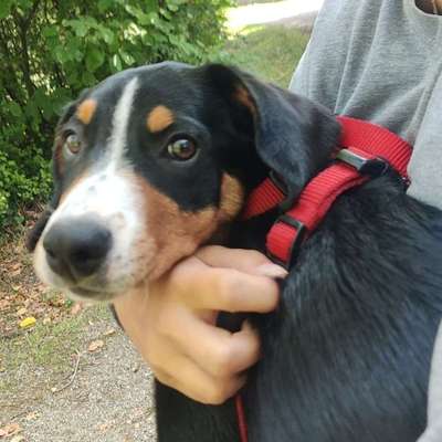 Hundetreffen-Spielen und Gassi  in Schwäbisch Hall