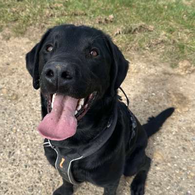 Hundetreffen-Gassirunde Weil im Schönbuch-Bild