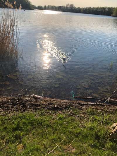 Dogorama-Monats-Challenge-Mai "Wasser"-Beitrag-Bild