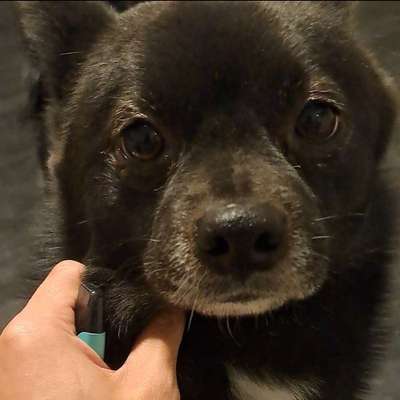 Hundetreffen-Mit dem kleinen Kuro spazieren gehen-Bild