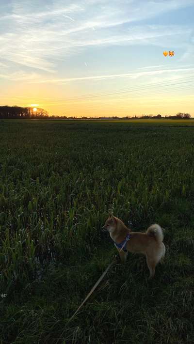 Hundetreffen-Spiel- und Gassitreff-Bild