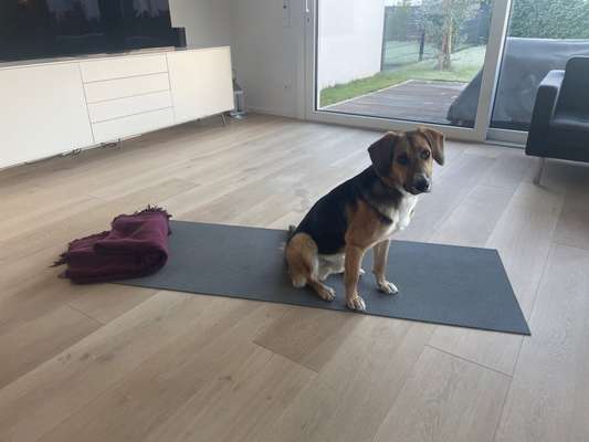 Hunde aus Griechenland-Beitrag-Bild