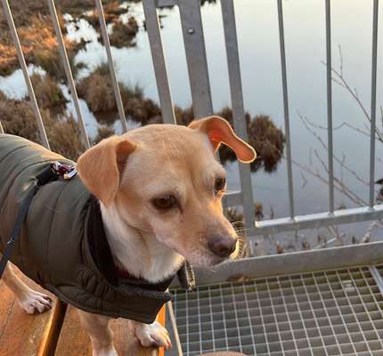 Hundetreffen-Spaziergänge & Spieltreffen-Bild