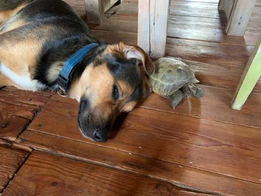 Bester Freund, Hundekumpel - zeigt her!-Beitrag-Bild