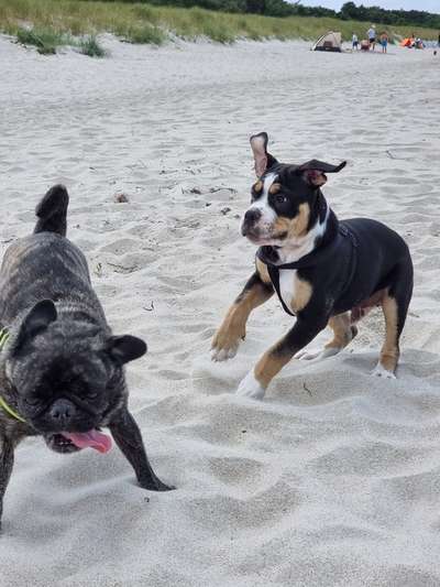 Olde English Bulldogge-Beitrag-Bild