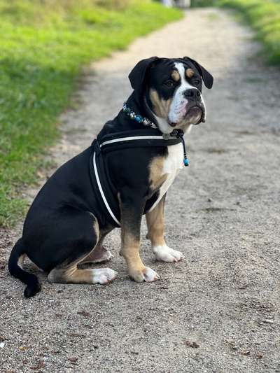 Olde English Bulldogge-Beitrag-Bild