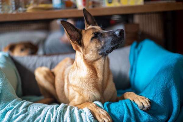 Lieblingsbild von euren Hunden?-Beitrag-Bild