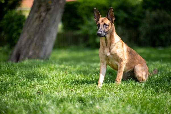Schäferhund-Beitrag-Bild