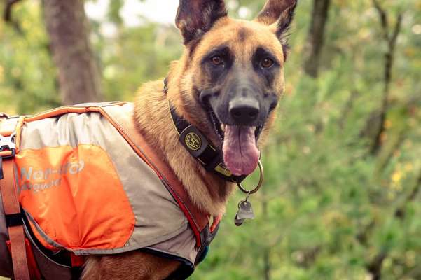 Malinois-Beitrag-Bild