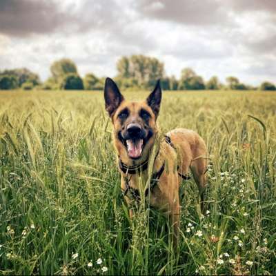 Hundetreffen-Gassigang mit Training-Bild
