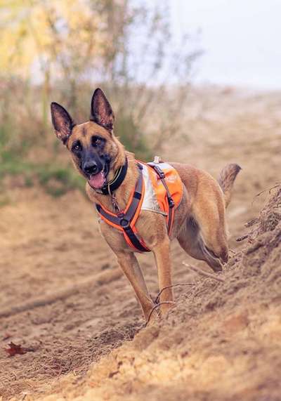 Mischlinge raten - Rätselspaß-Beitrag-Bild