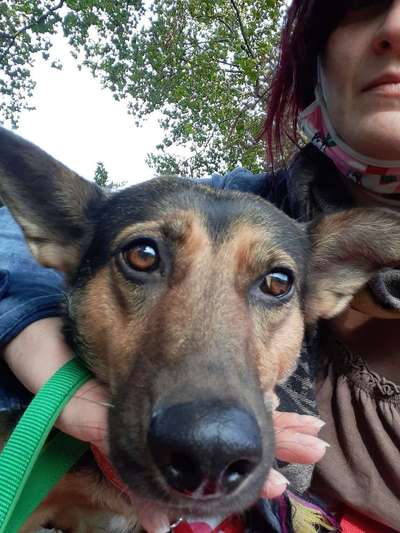 Hundetreffen-Gassirunde im Mattlerbusch wer hat Lust mit meiner Konita und mir Spazieren zu gehen.-Bild