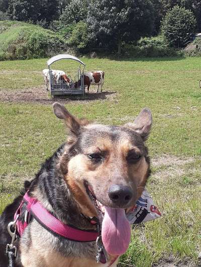 Welche Hunderasse-Beitrag-Bild