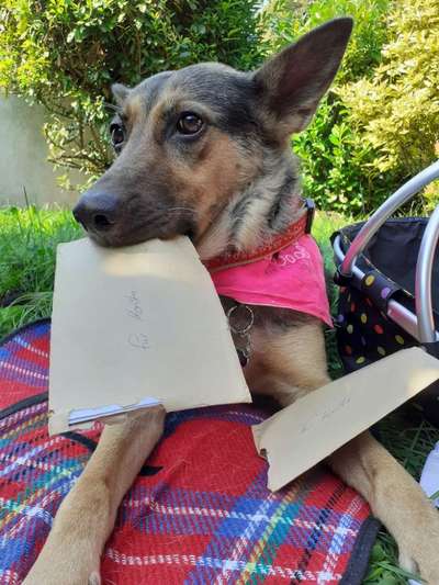 Die Dogorama Kalender Challenge Titelbild-Beitrag-Bild