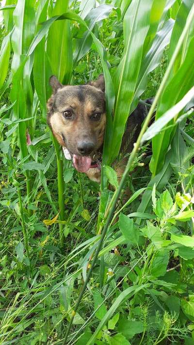 Die Dogorama Wochen Challenge-Beitrag-Bild