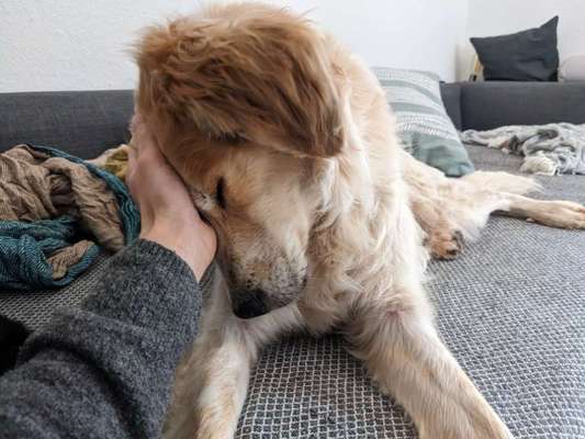 Tierschutzhunde suchen ein Zuhause-Beitrag-Bild