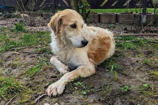 Tierschutzhunde suchen ein Zuhause-Beitrag-Bild