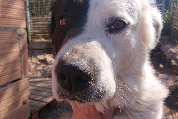 Tierschutzhunde suchen ein Zuhause-Beitrag-Bild