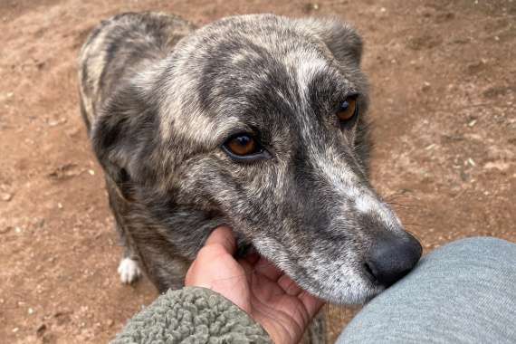 Tierschutzhunde suchen ein Zuhause-Beitrag-Bild