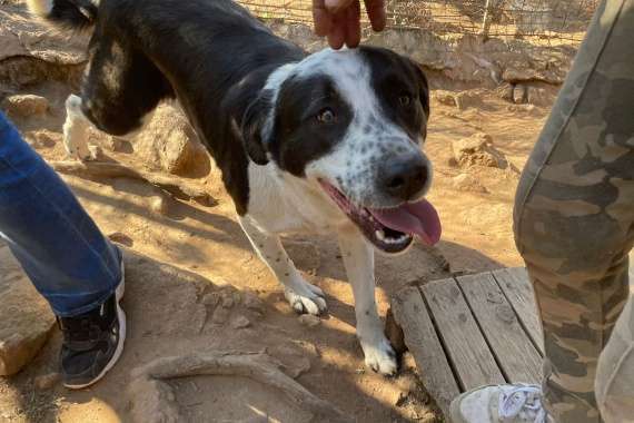 Tierschutzhunde suchen ein Zuhause-Beitrag-Bild