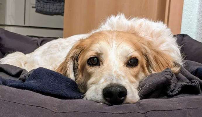 Tierschutzhunde suchen ein Zuhause-Beitrag-Bild