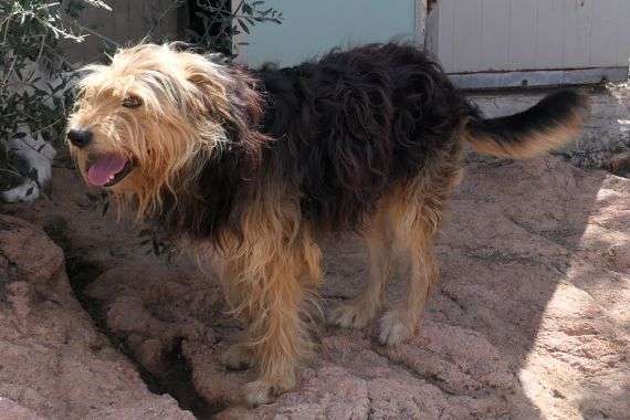 Tierschutzhunde suchen ein Zuhause-Beitrag-Bild
