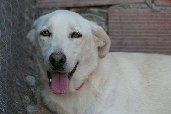 Tierschutzhunde suchen ein Zuhause-Beitrag-Bild