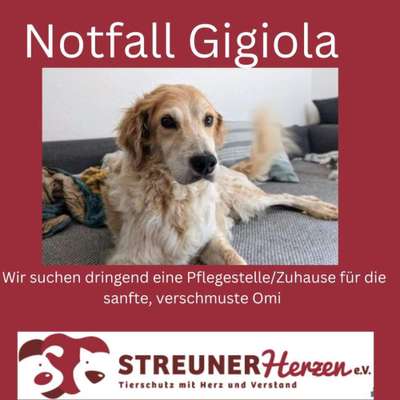 Tierschutzhunde suchen ein Zuhause-Beitrag-Bild