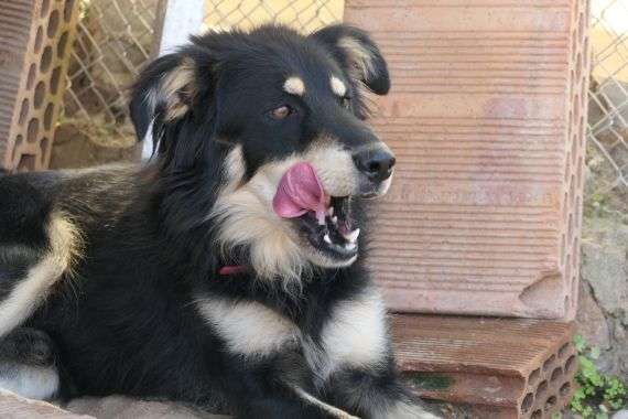 Tierschutzhunde suchen ein Zuhause-Beitrag-Bild