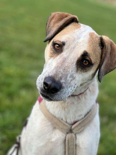 Tierschutzhunde suchen ein Zuhause-Beitrag-Bild