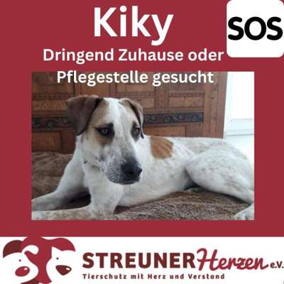 Tierschutzhunde suchen ein Zuhause-Beitrag-Bild