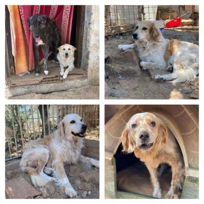 Tierschutzhunde suchen ein Zuhause-Beitrag-Bild