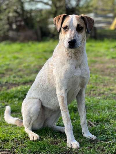 Tierschutzhunde suchen ein Zuhause-Beitrag-Bild